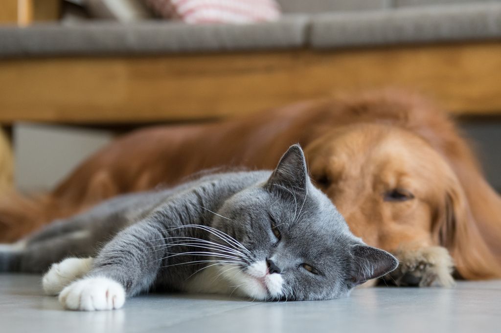 chien et chat qui dorment sur le sol