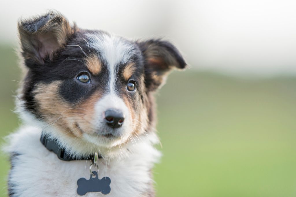 chiot avec un collier pour aller marcher en laisse