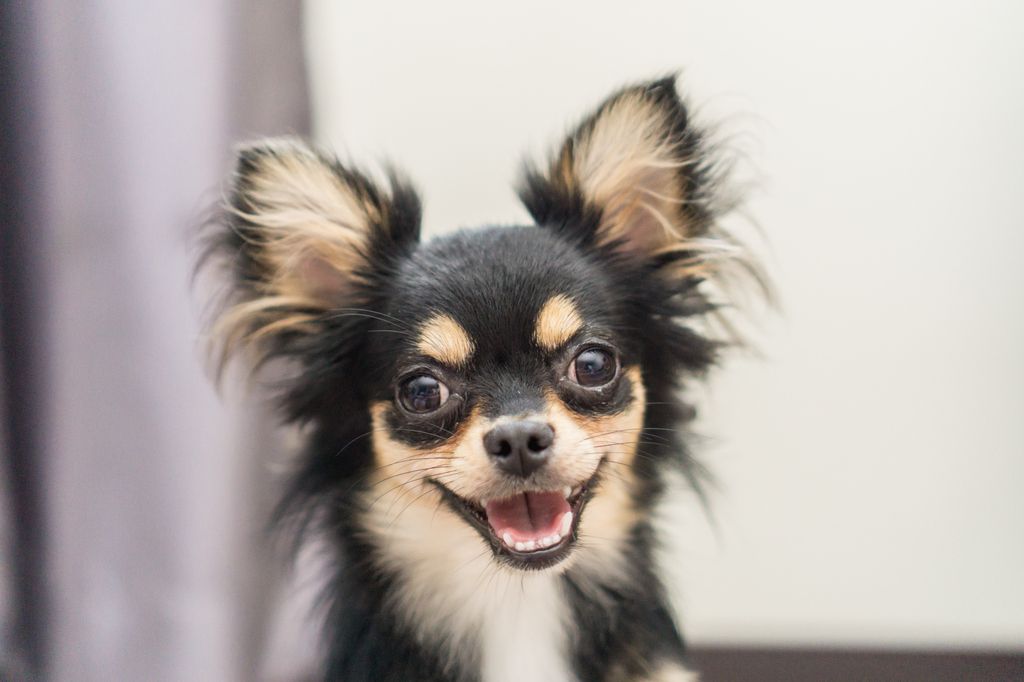 Chihuahua noir et beige