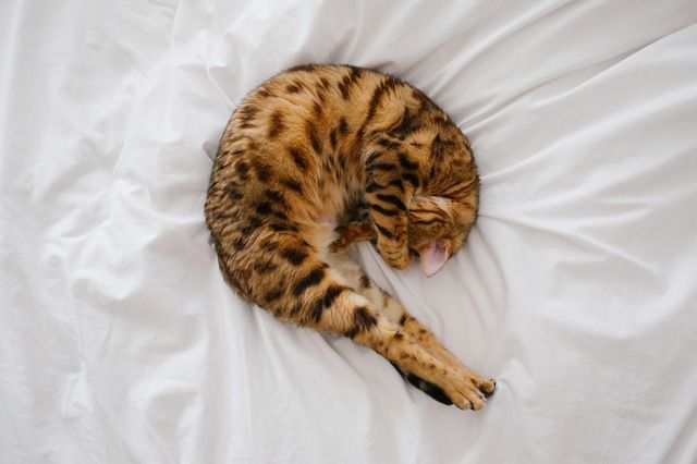 chat roulé en boule sur le lit