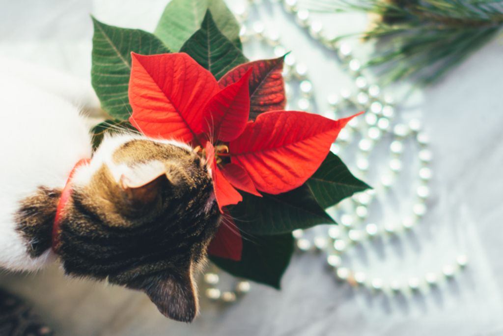 Poinsettia