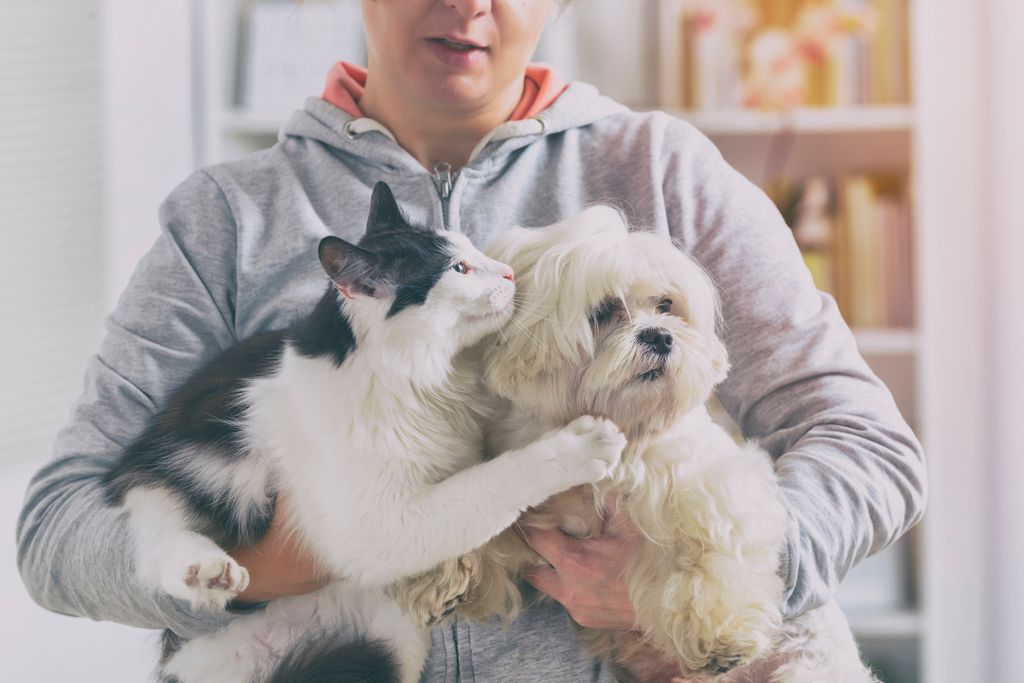 chien et chat dans les bras