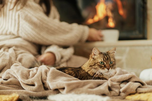 chat allongé sur une couverture