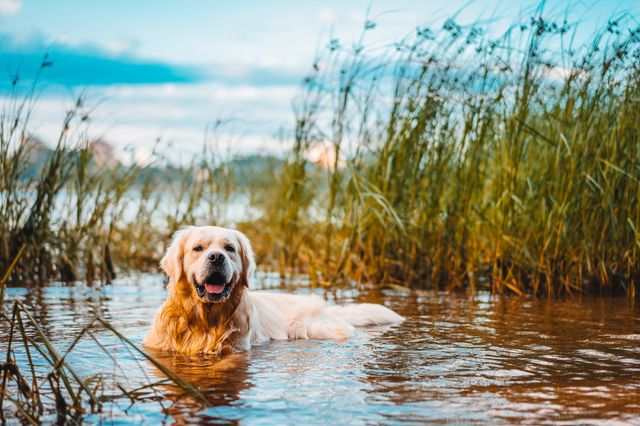 Chien dans une rivière