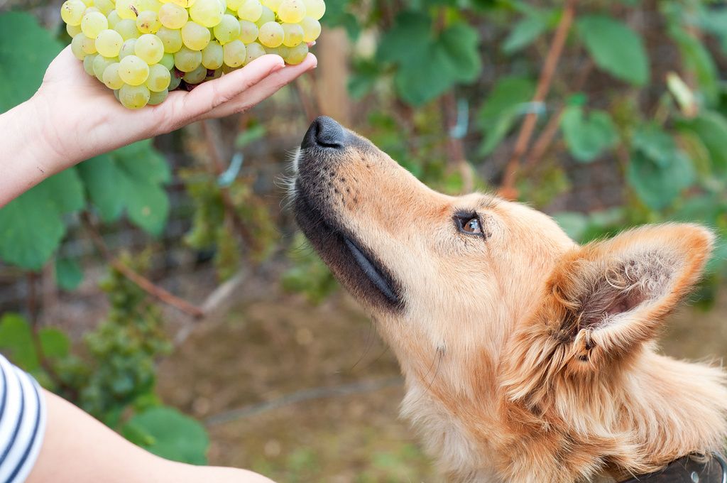 chien qui sent du raisin