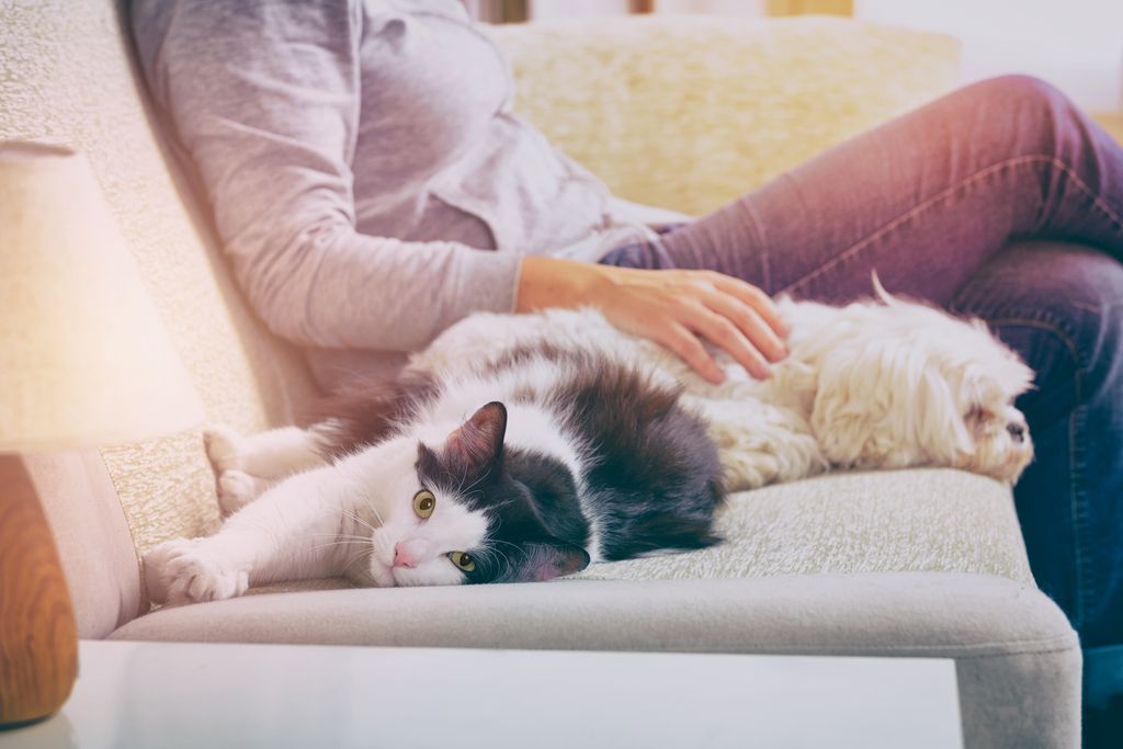 chat et chien allongé sur le canapé