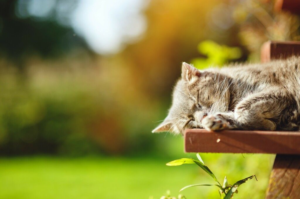 chat qui dort au soleil