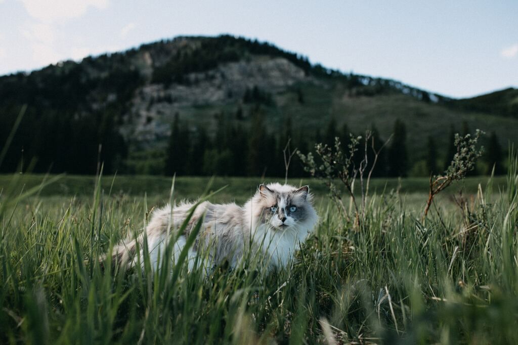 chat qui marche dans l'herbe