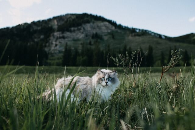 chat qui marche dans l'herbe