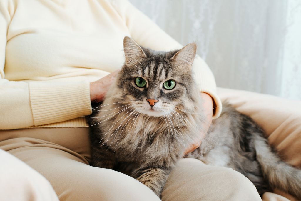 chat maine coon qui se fait caresser