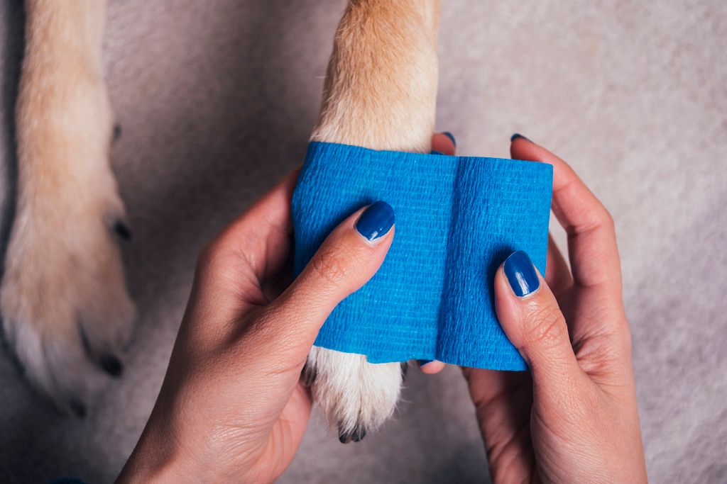 bandage sur la patte d'un chien