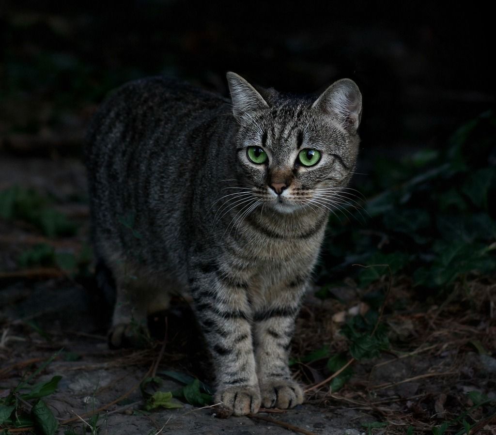 chat dans la pénombre