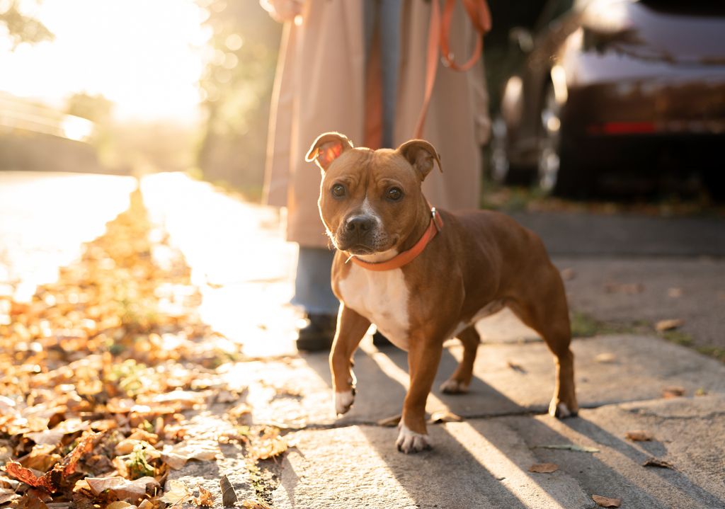 Staffie en promenade