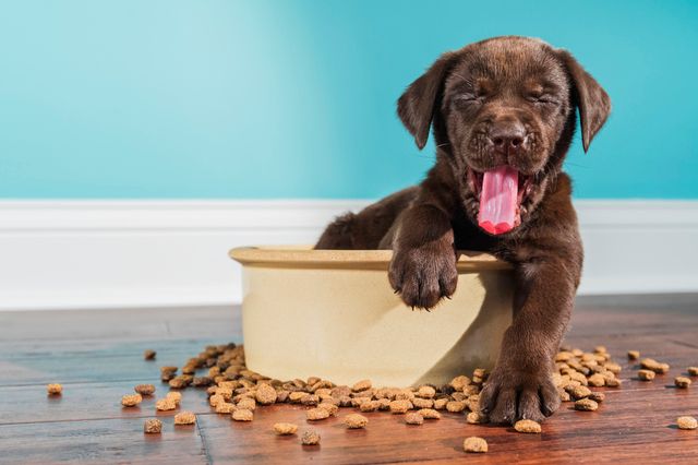 chien dans un bol de croquettes
