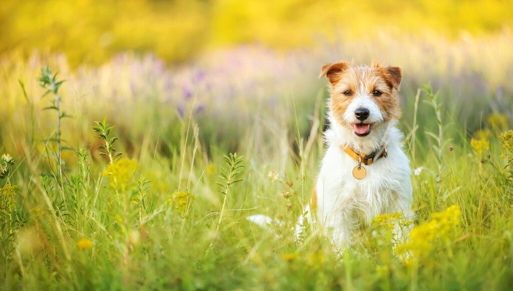 jack russel assit dehors dans l'herbe