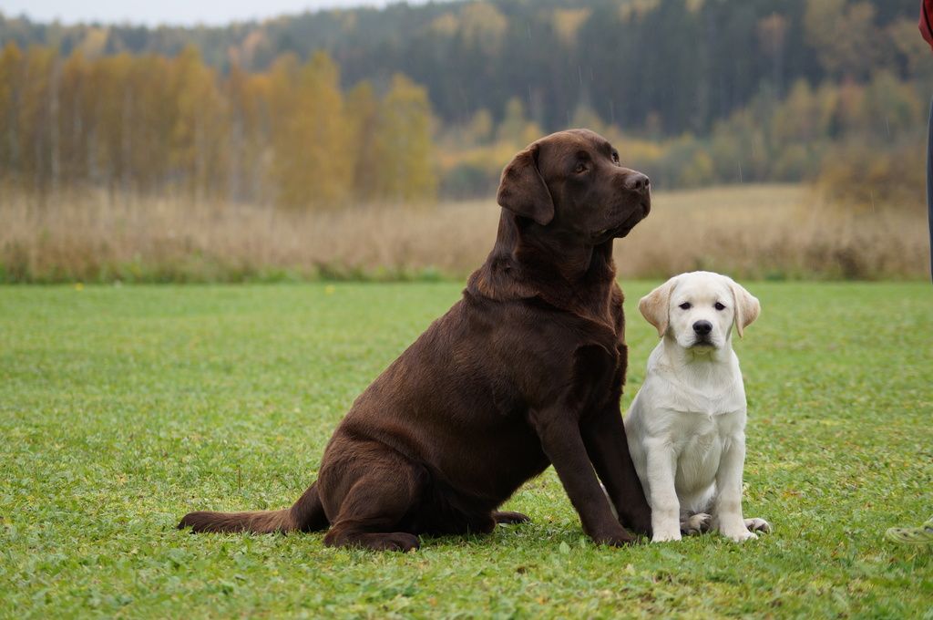 labrador brun et crème