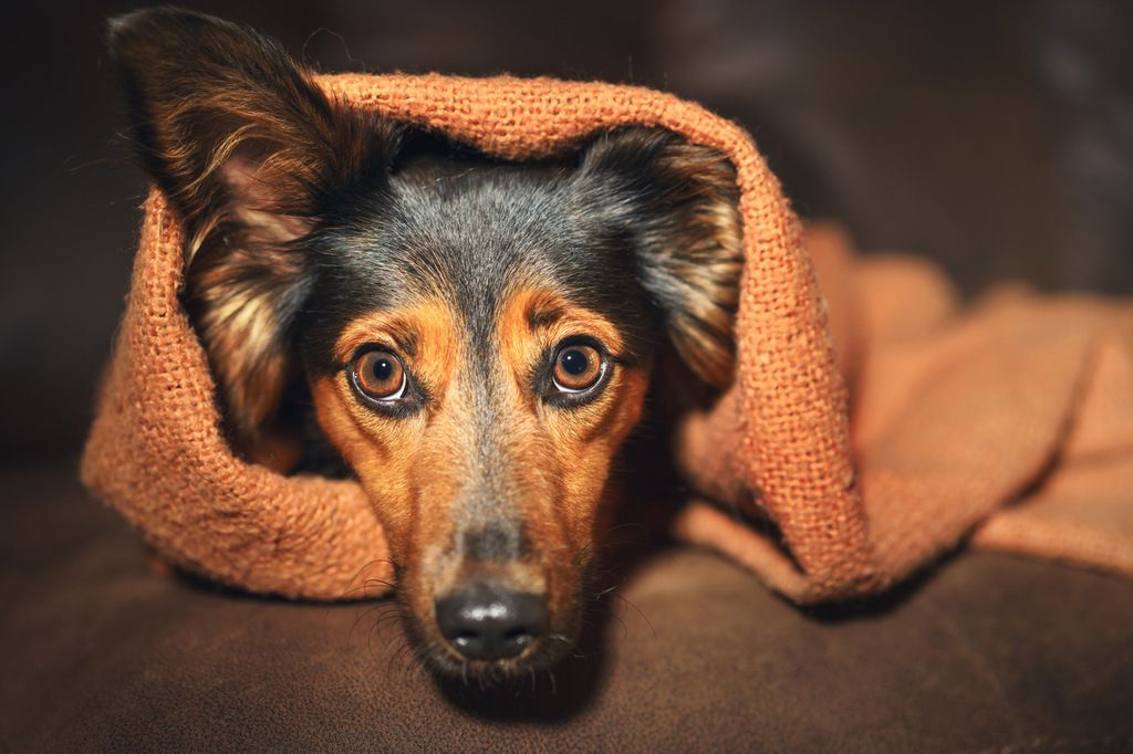 chien stressé qui se cache sous une couette