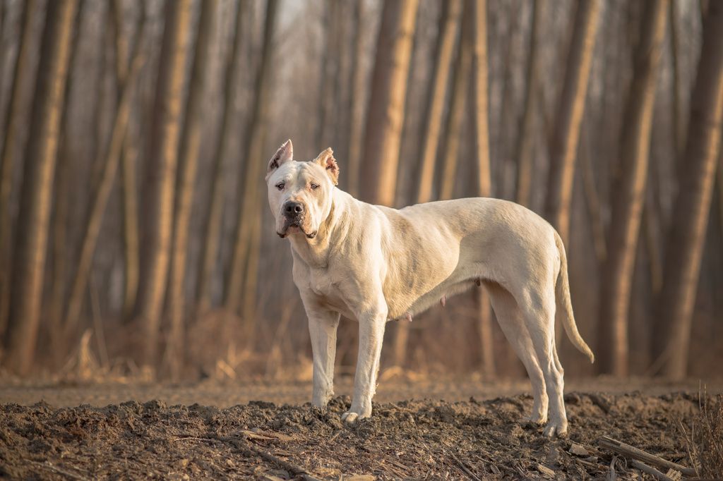 Dogue Argentin blanc