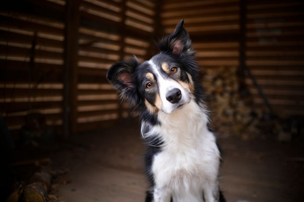 Border collie avec la tête penchée