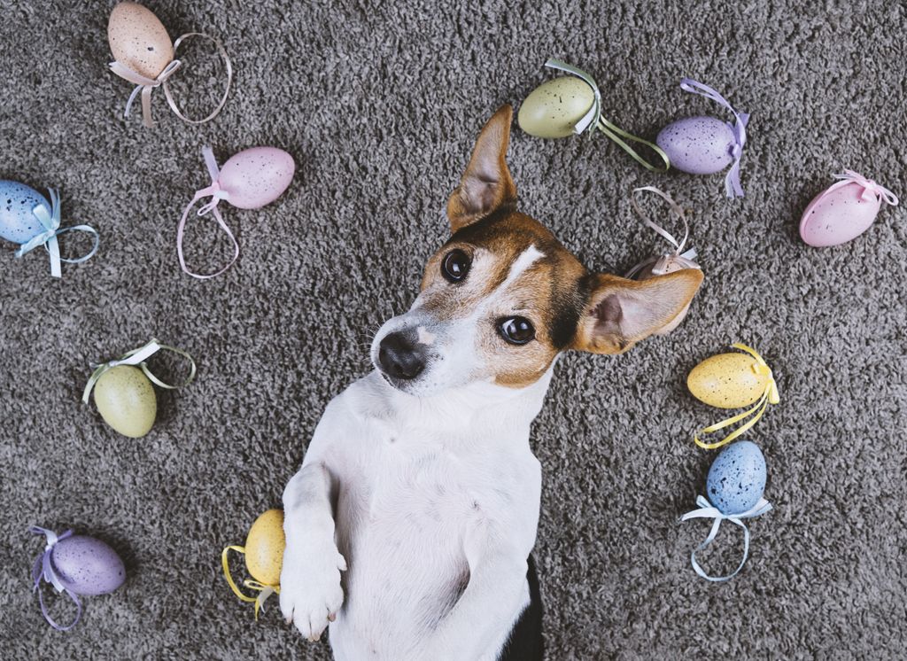 chien entouré d'oeufs de pâques