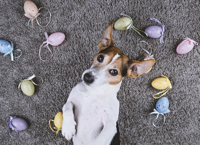 chien entouré d'oeufs de pâques