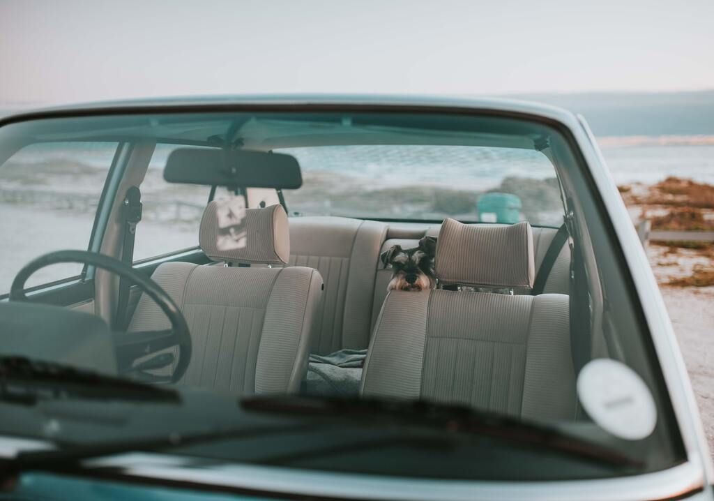 Chien dans une voiture près de la lmer