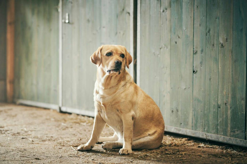 Labrador assit par terre 