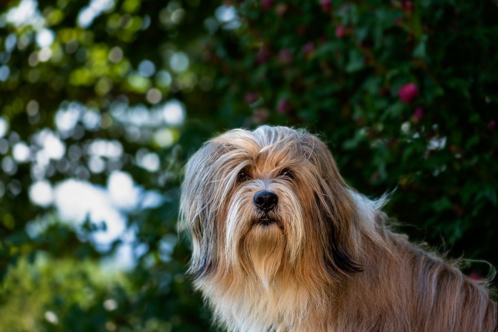 Terrier Tibétain