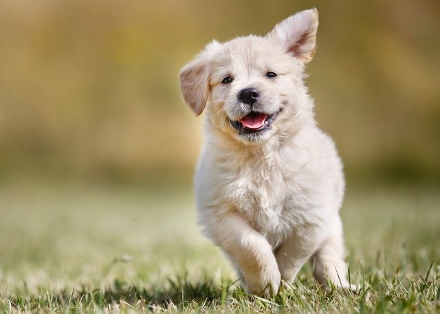 chiot golden retriever qui court dans l'herbe