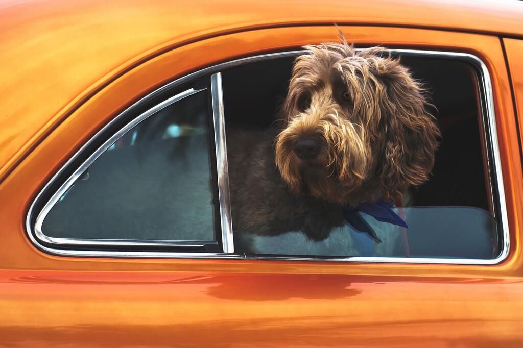 Chien dans une voiture orange à la fenêtre