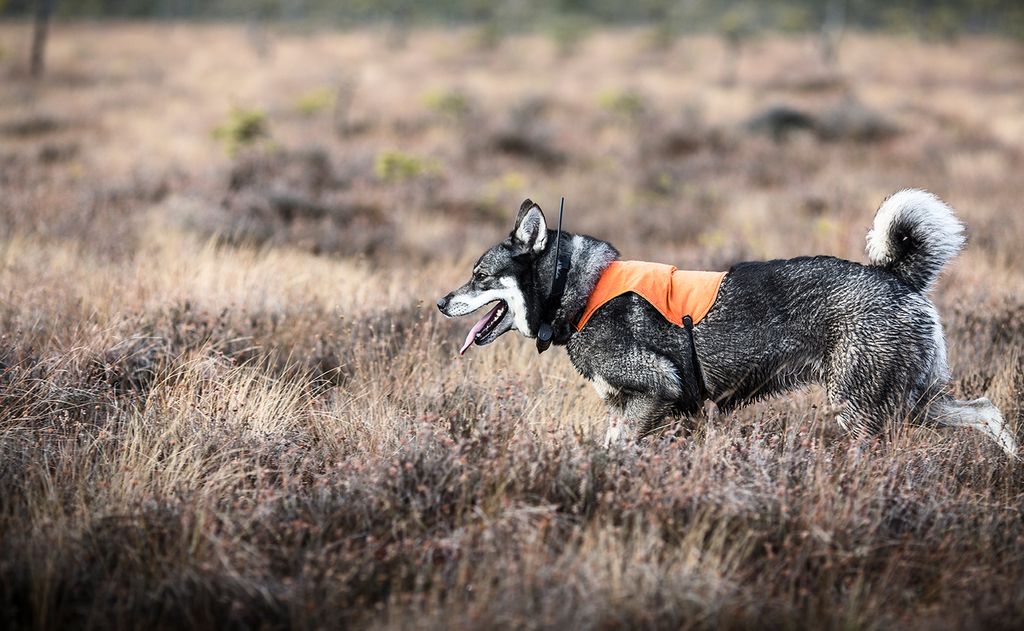 chien dans la nature