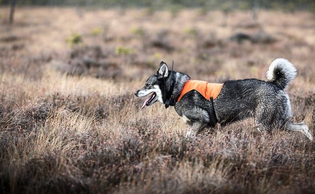 chien dans la nature