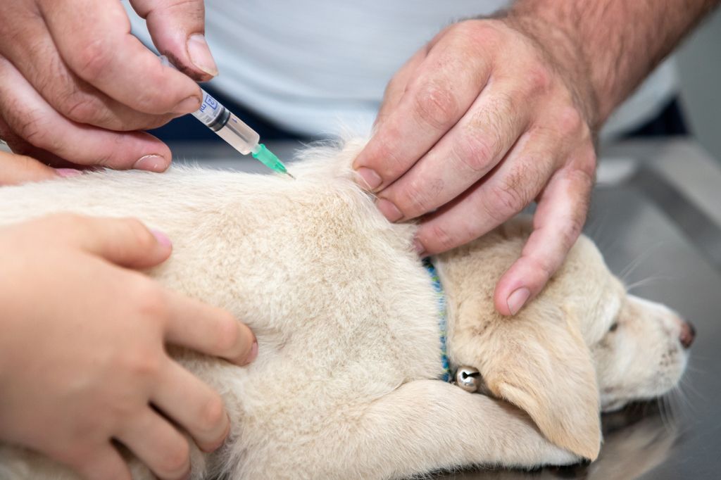 le chiot est vacciné