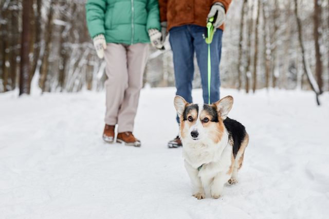 chien qui se promène dans la neige