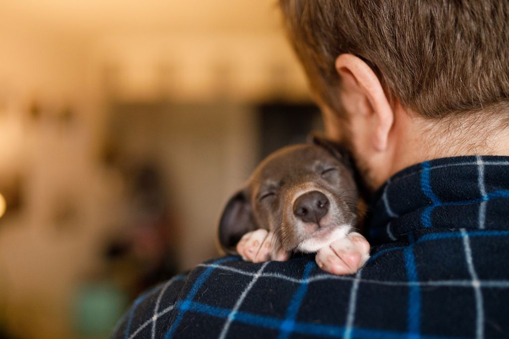 chiot qui dort sur l'épaule d'un homme