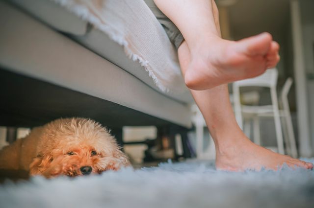 chien couché sous le canapé
