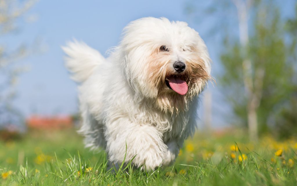 Coton de Tuléar blanc