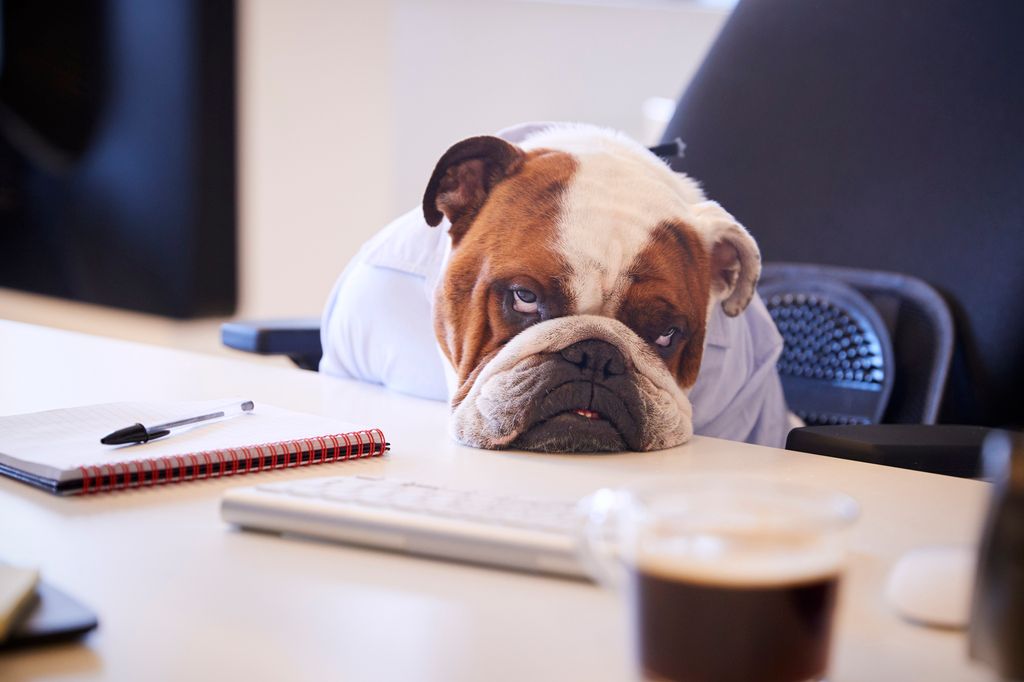 bulldog fatigué sur un bureau