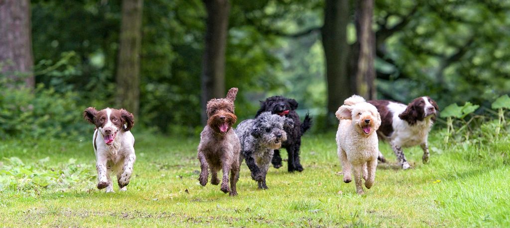 pleins de chiens courent 