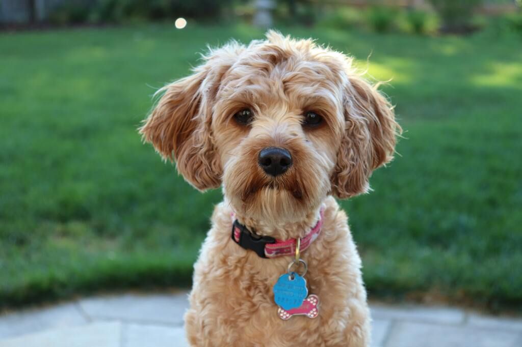 chien avec un collier qui regarde l'objectif