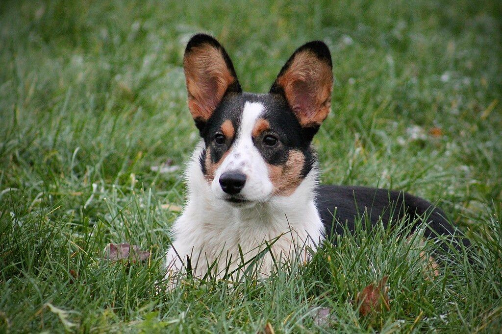 corgi avec les oreilles dressées
