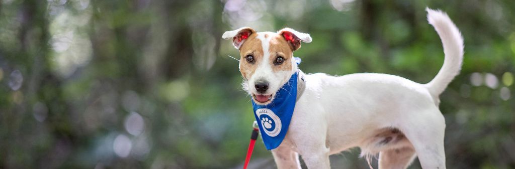 Chien dog walk avec foulard