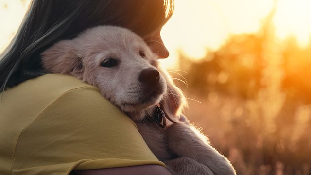 Chiot dans les bras d'une femme