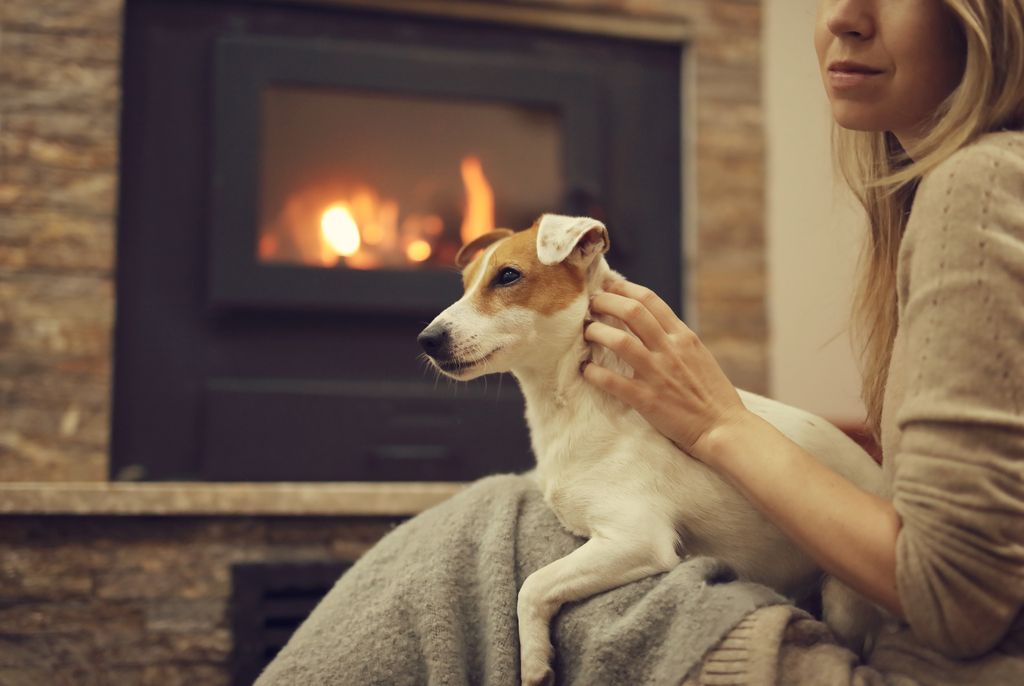 chien assit sur le canapé qui se fait caresser
