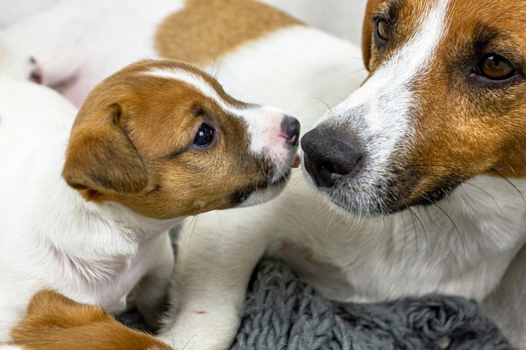 deux chiens museau contre museau