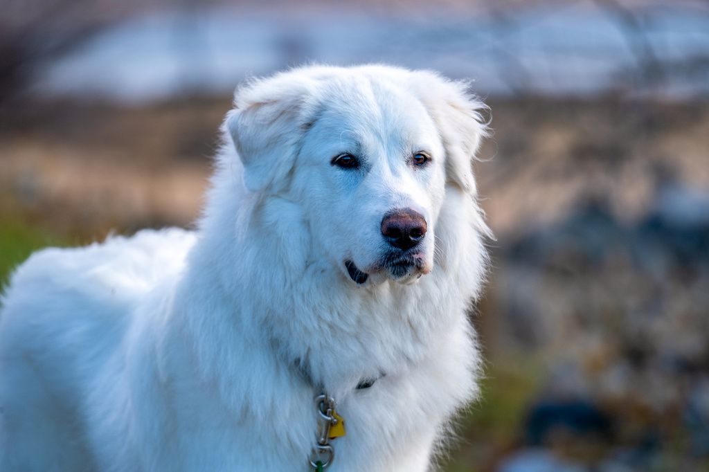Patou (Chien de Montagne des Pyrénées)