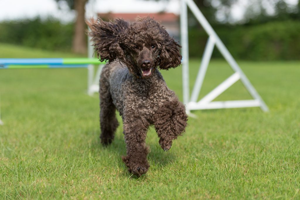 Caniche qui court dans l'herbe