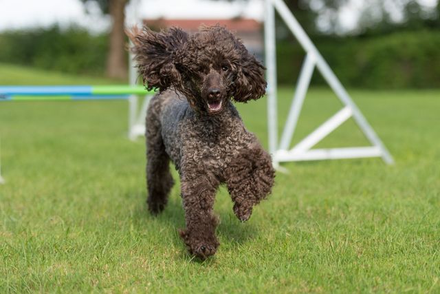 Caniche qui court dans l'herbe