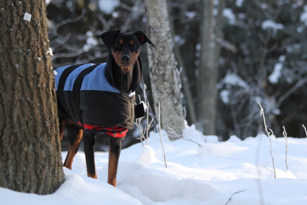 Chien pinscher avec un blouson