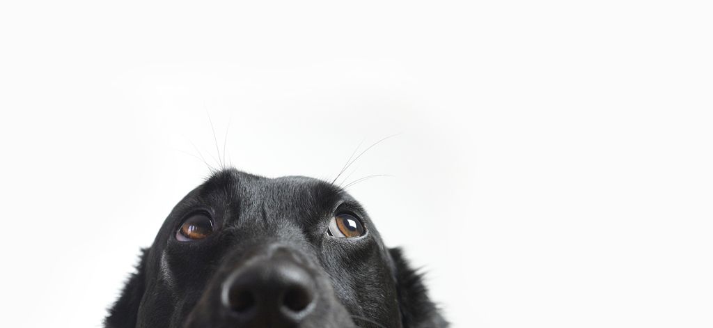 chien qui regarde vers le haut